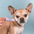 Small dog being examined with a purple tube against a light blue background