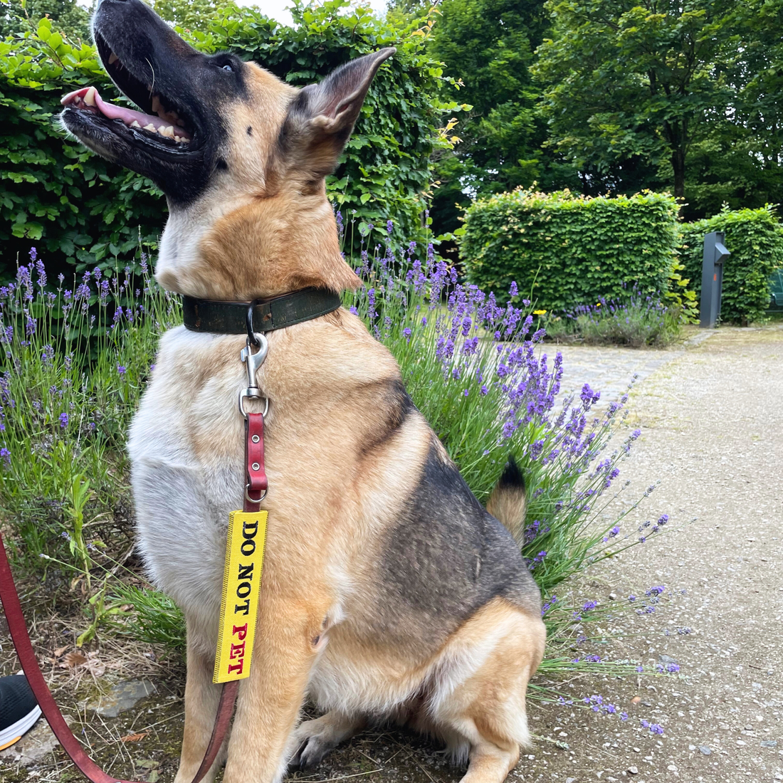 Dog sitting outdoors with lavender flowers and greenery in the background