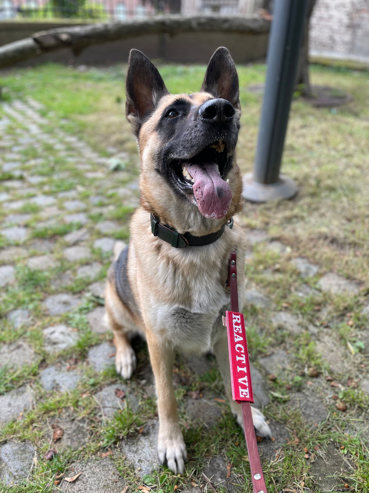 Dog sitting outdoors on a leash with a 'Reactive' collar.