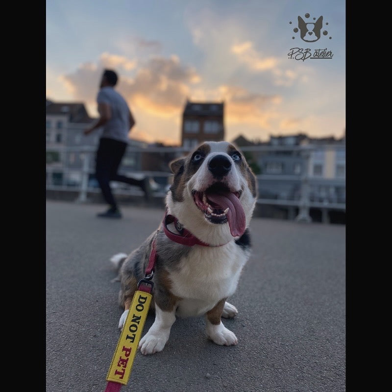 Dog on a leash with a sunset background