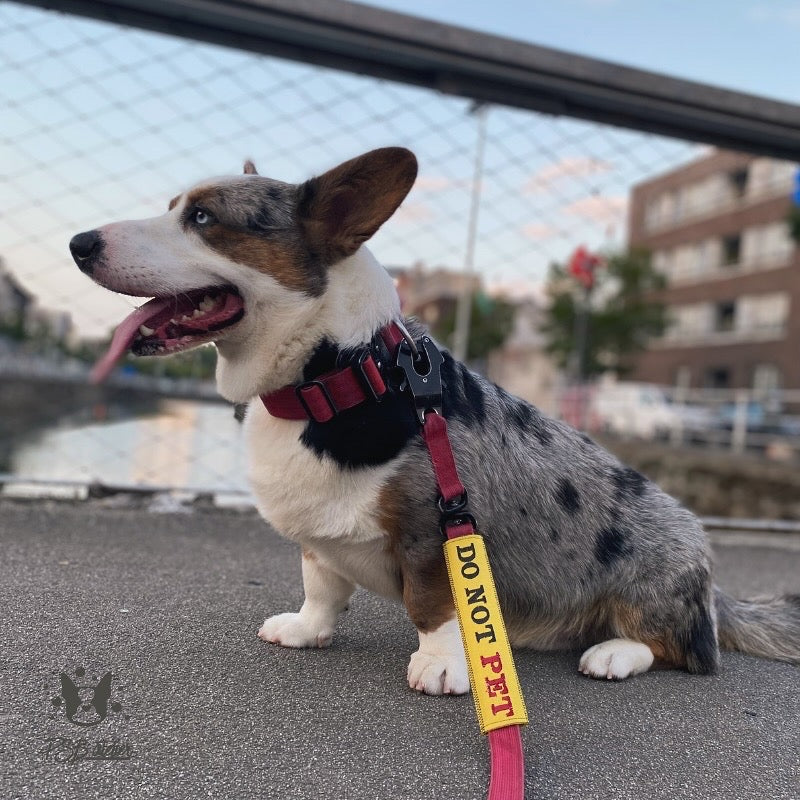 Dog on a leash with a red and yellow collar standing on a street.