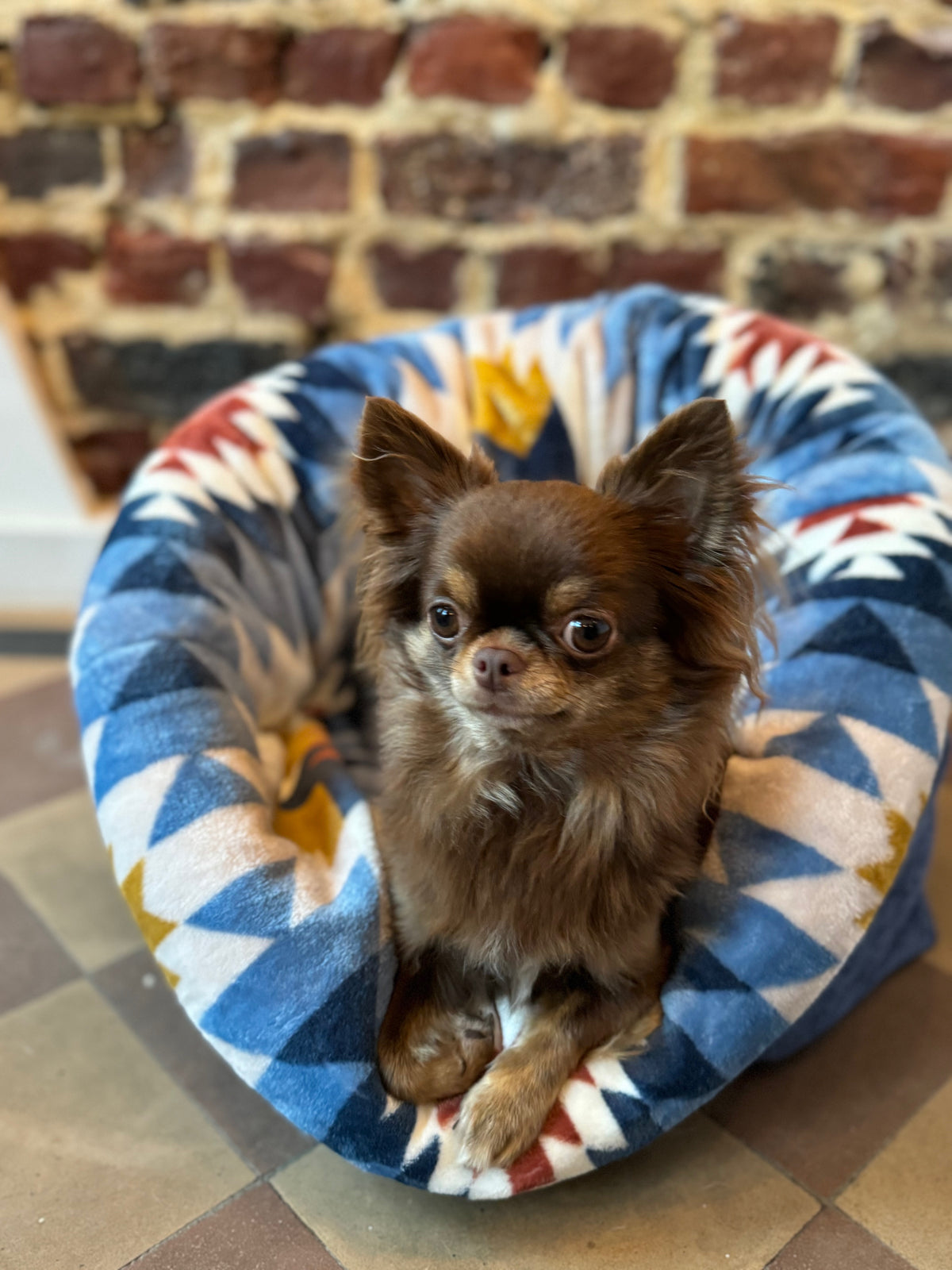 Small dog sitting on a colorful pet bed with a brick wall background