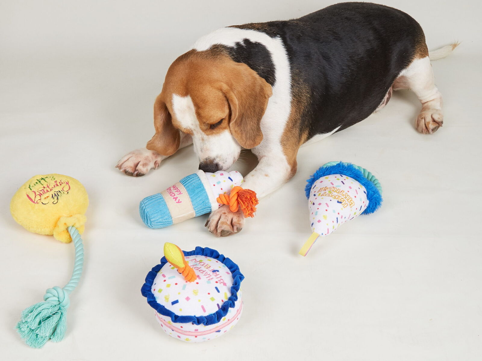 Dog playing with colorful toys on a light gray background